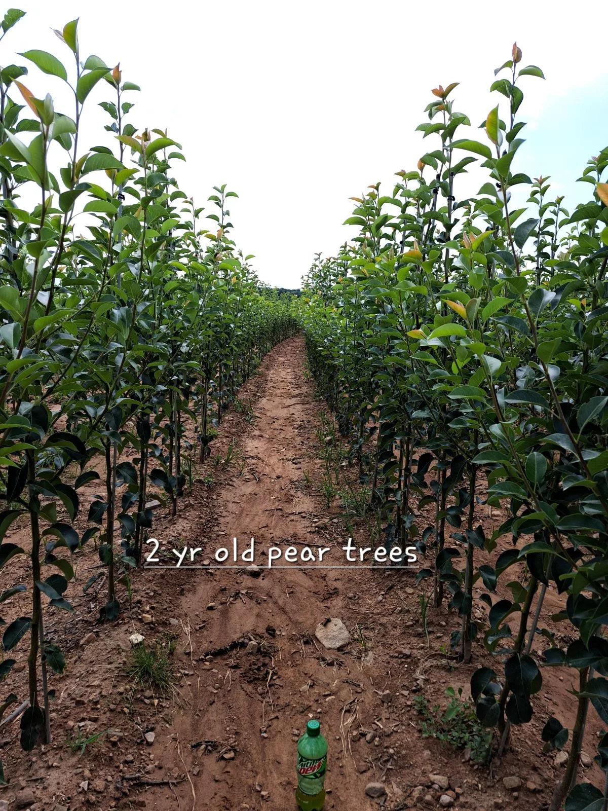 Blue Hill Harvest Pear 2yr Old Bare Root Tree