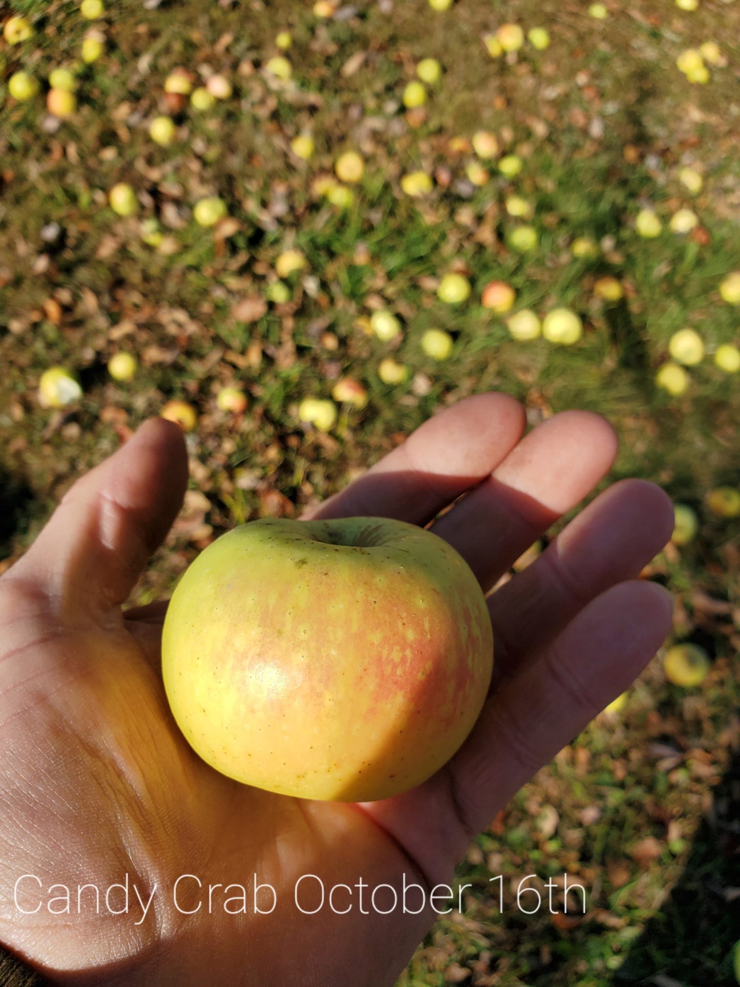Blue Hill Candy AppleCrab 2yr Old Bare Root Tree