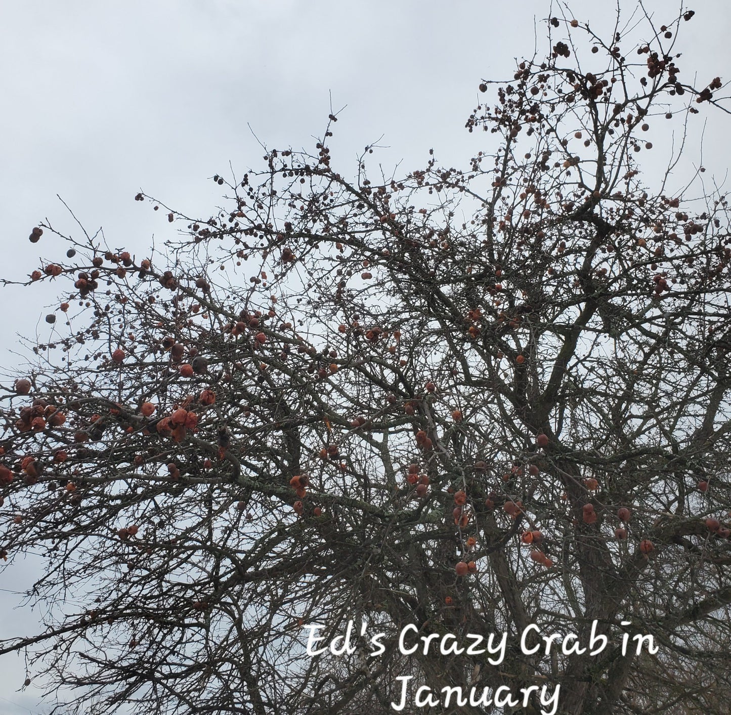 Blue Hill Ed's Crazy AppleCrab 2yr Old Bare Root Tree