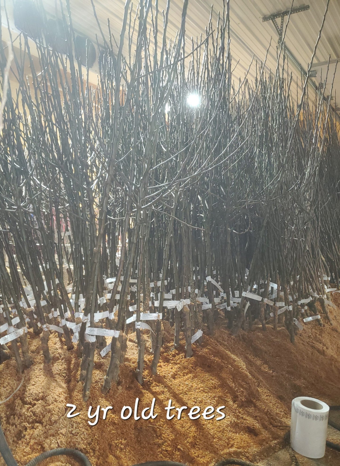 Blue Hill Enterprise Apple 2yr Old Bare Root Tree