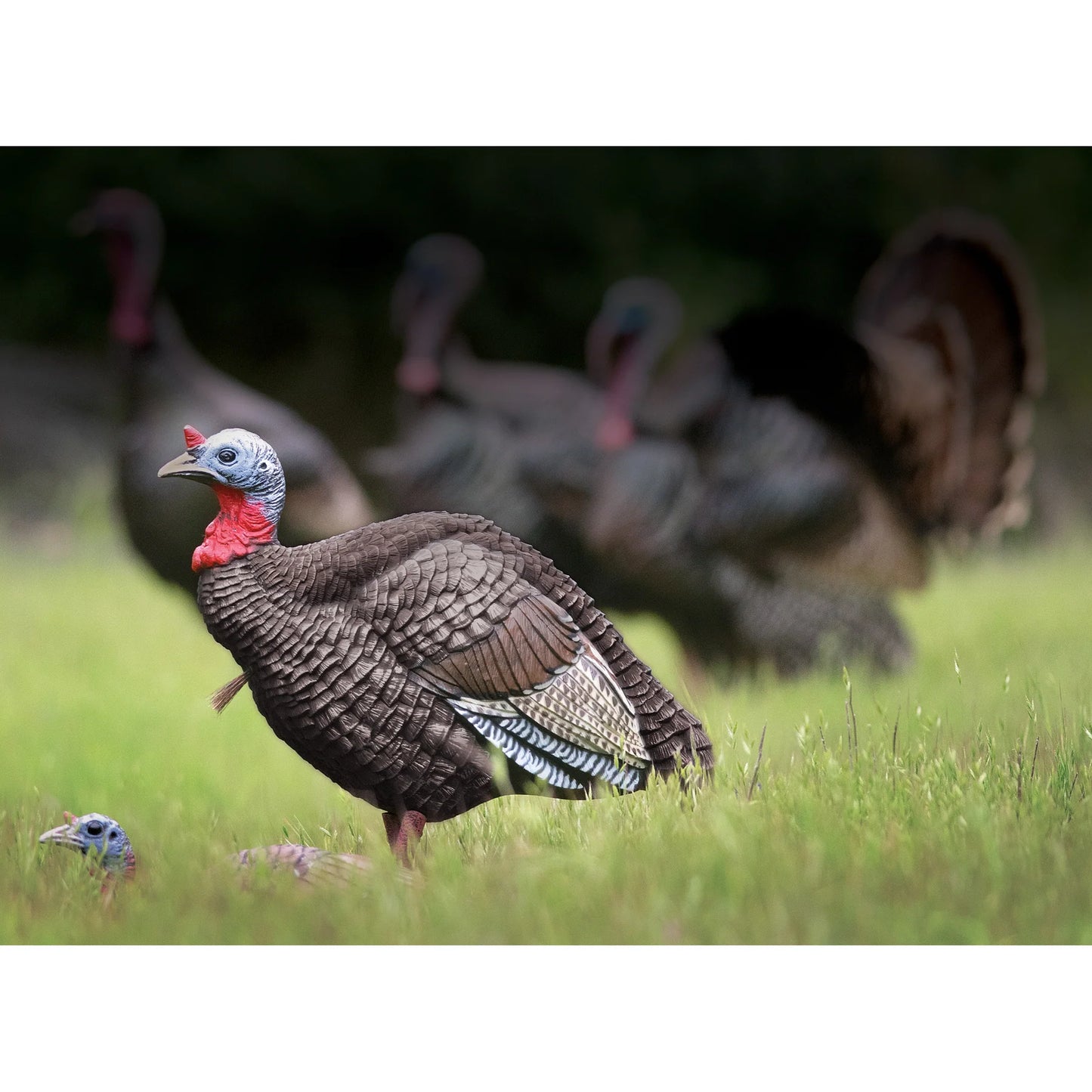 Higdon Outdoors Hard Body 1/4 Strut Jake Turkey Decoy