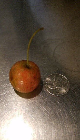 Blue Hill Whole Season Crabapple 2yr Old Bare Root Tree