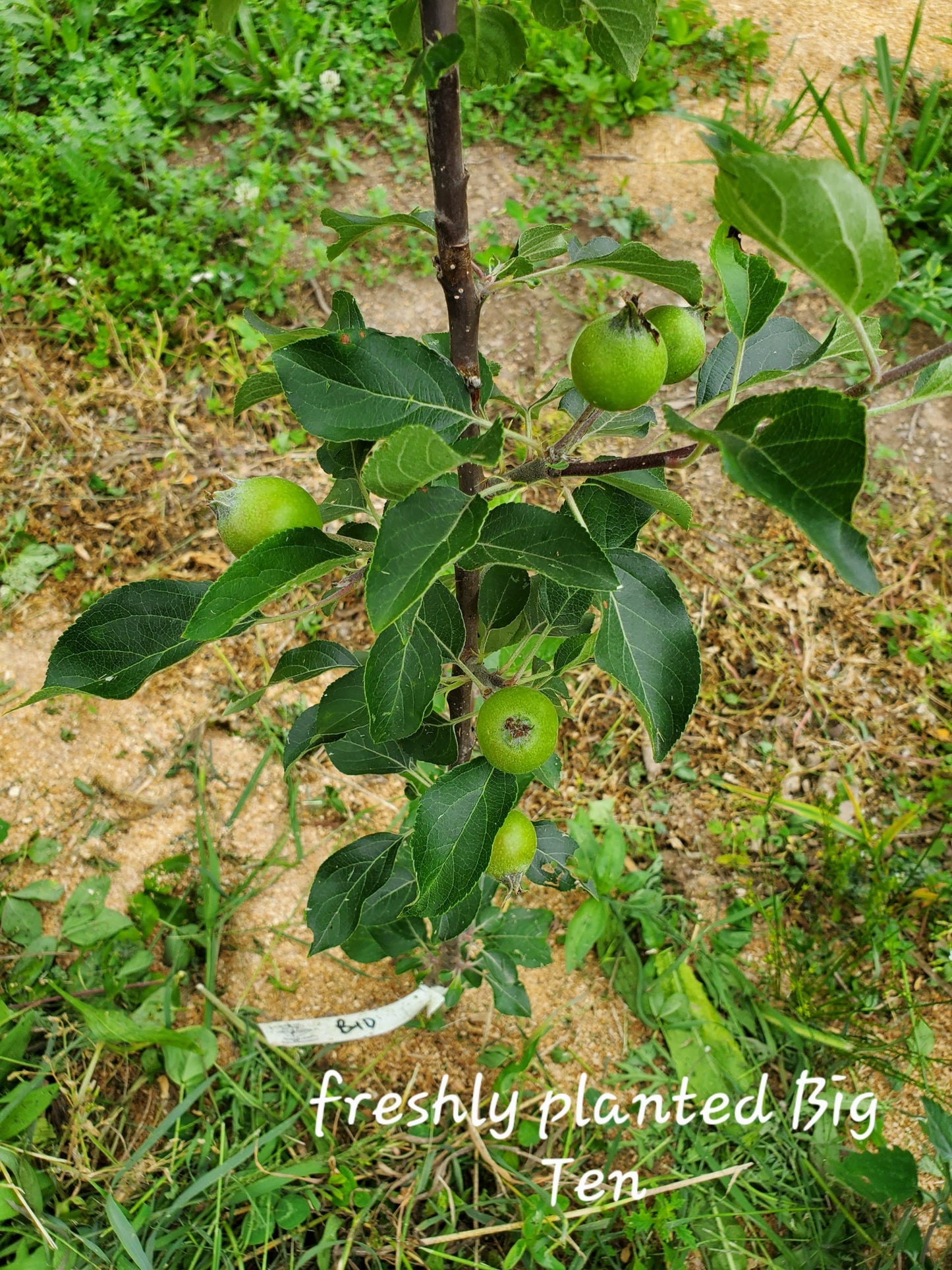 Blue Hill Big Ten Apple 2yr Old Bare Root Tree
