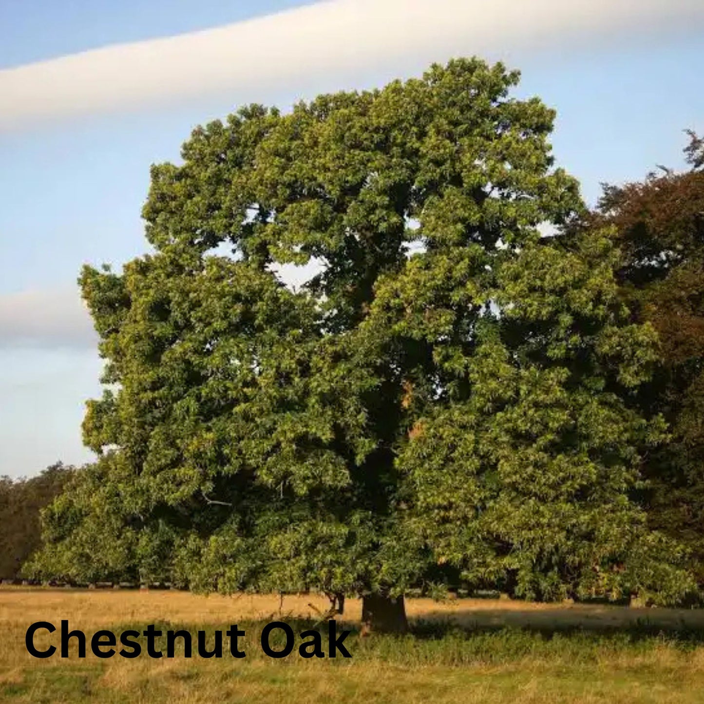 Bare Root Trees (pre-order)