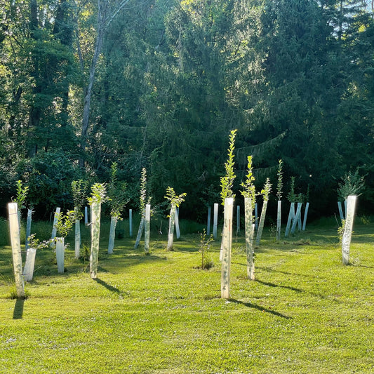 bare root trees with tree tubes