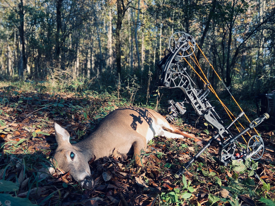 bear bow sitting beside harvested whitetail doe