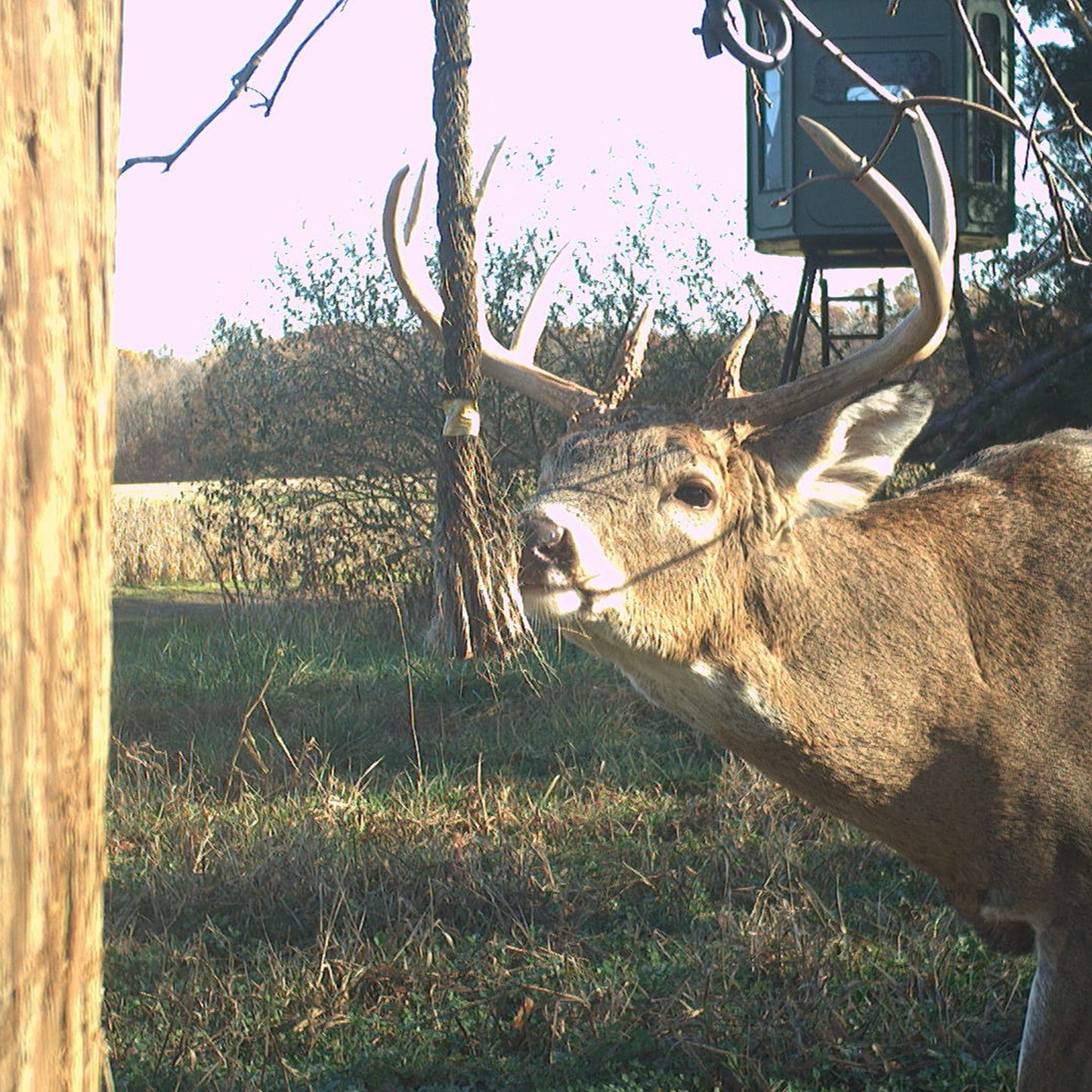 Wildlife Research Golden Rope Scent Rope Kit