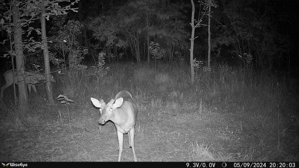 WiseEye MC-2 (Low Glow) Cellular Trail Camera