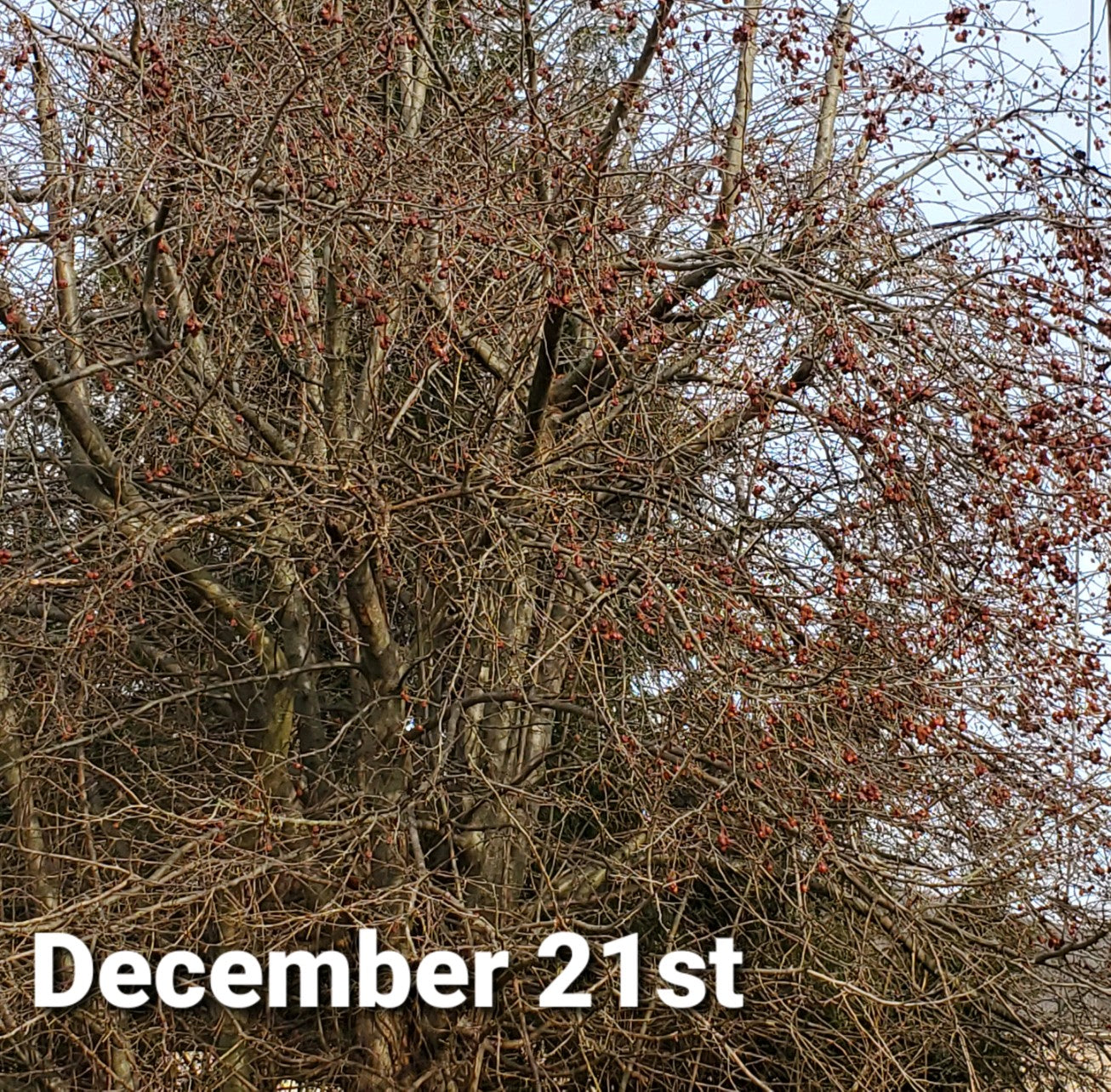 Blue Hill Road Kill Crabapple 2yr Old Bare Root Tree