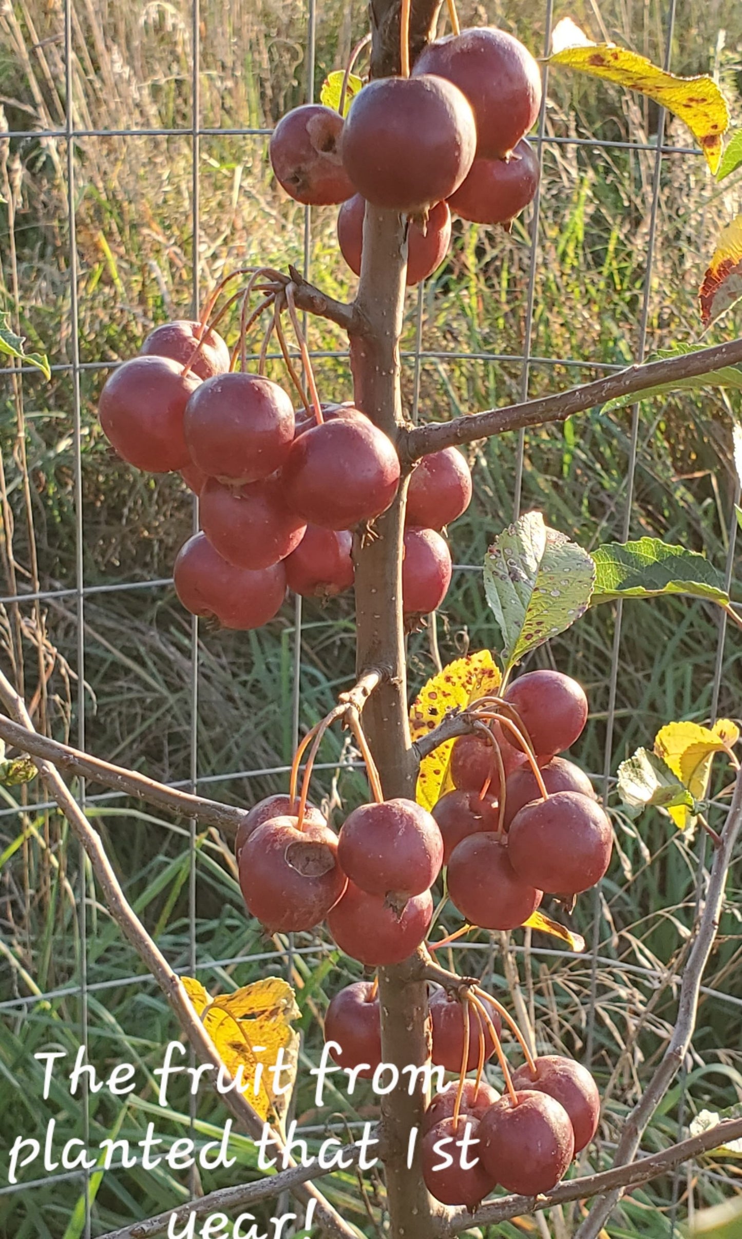 Blue Hill Road Kill Crabapple 2yr Old Bare Root Tree