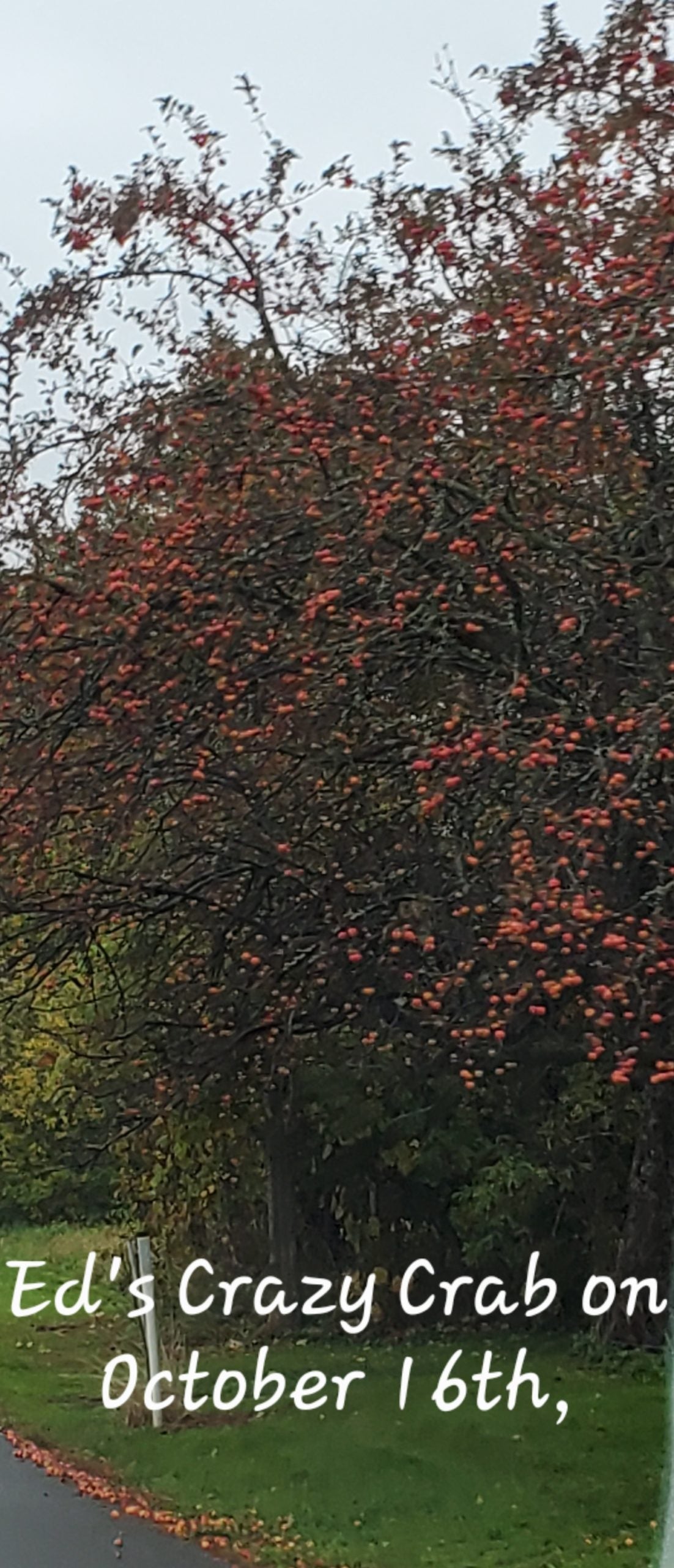 Blue Hill Ed's Crazy AppleCrab 2yr Old Bare Root Tree