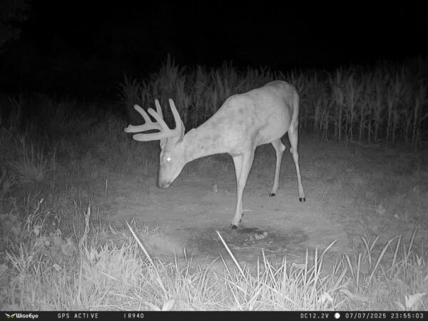 WiseEye DC-2 (No Glow) Cellular Trail Camera