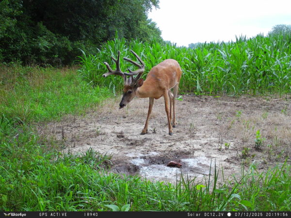 WiseEye DC-2 (No Glow) Cellular Trail Camera