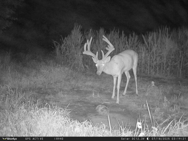 WiseEye DC-2 (No Glow) Cellular Trail Camera