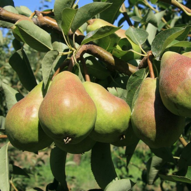 Bartlett pear fruit tree