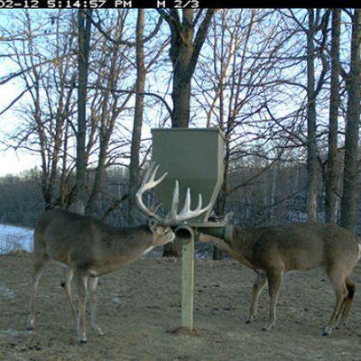Banks Feedbank 300 Deer Feeder