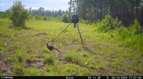 WiseEye MC-2 (Low Glow) Cellular Trail Camera