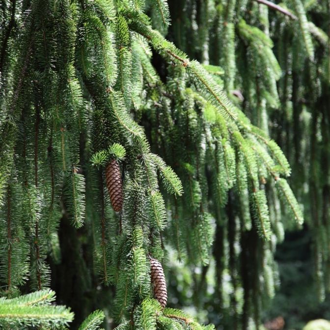 Norway spruce conifer tree