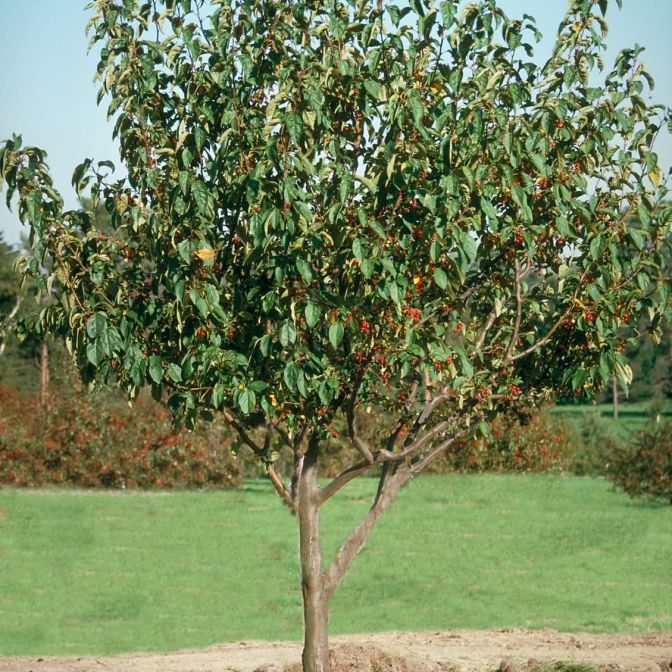 dolgo crabapple fruit tree