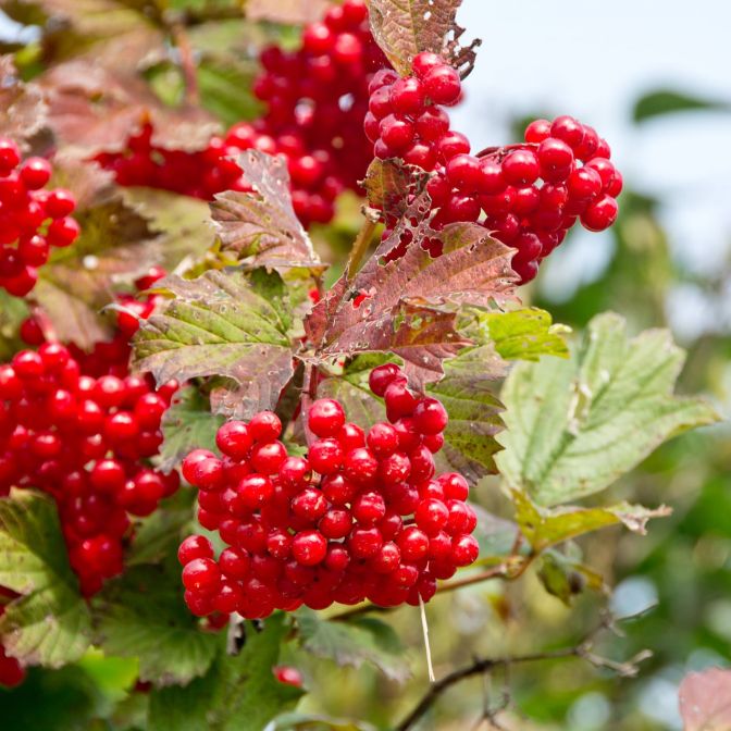 highbush cranberry shrub