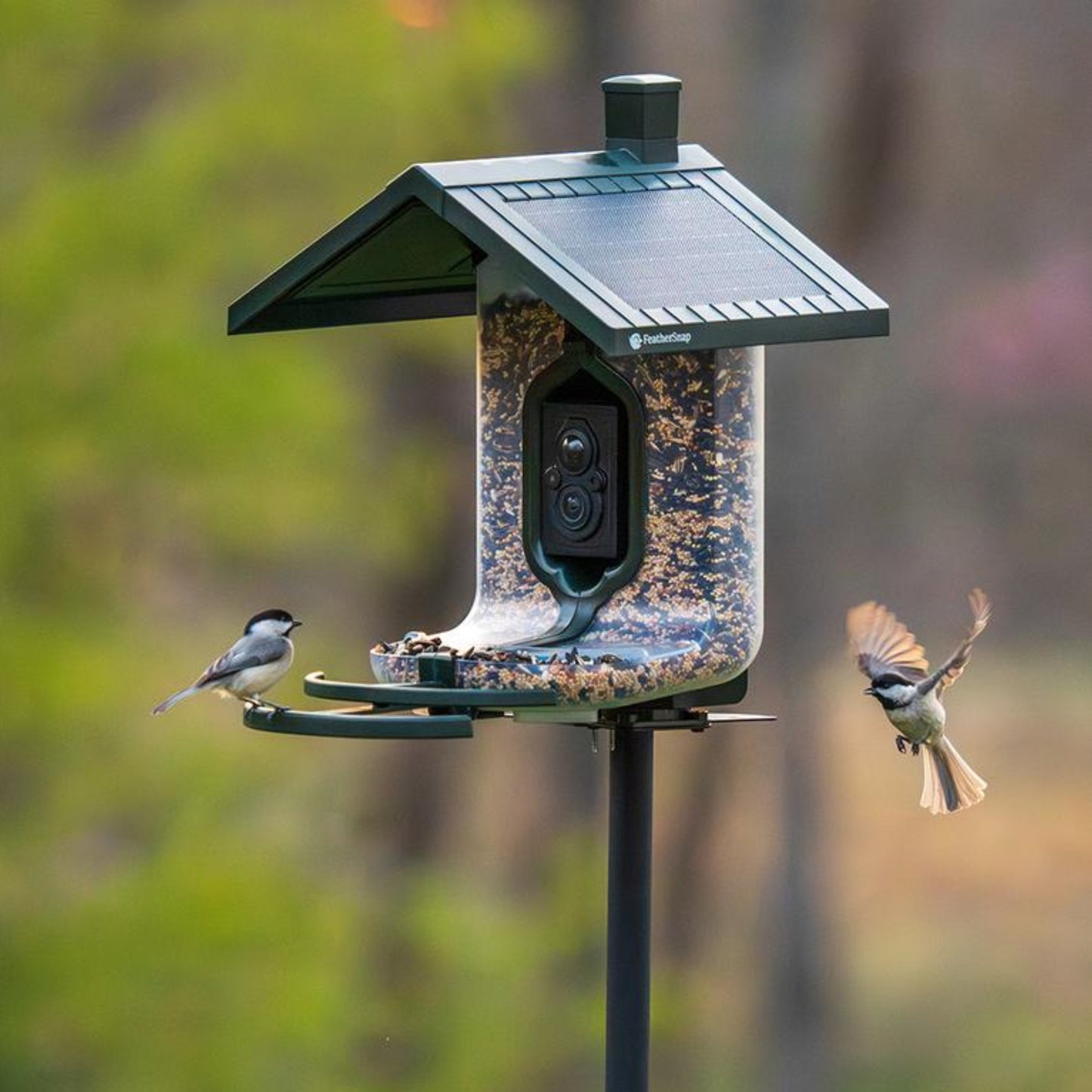 FeatherSnap Smart Solar Powered Bird Feeder with AI Species Recognition