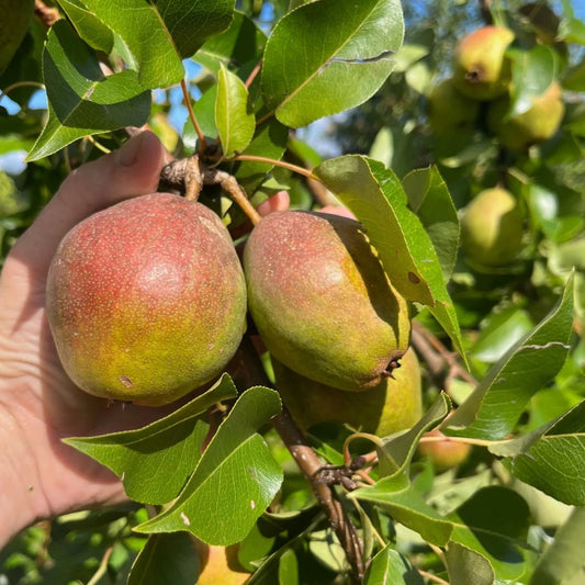 Blue Hill Harrow Sweet Pear 2yr Old Bare Root Tree