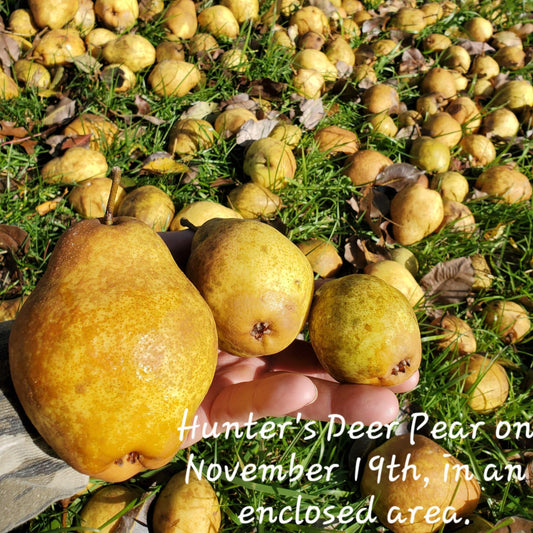 Blue Hill Hunter's Deer Pear 2yr Old Bare Root Tree