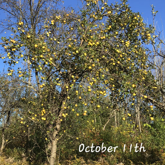 Blue Hill Big Ten Apple 2yr Old Bare Root Tree