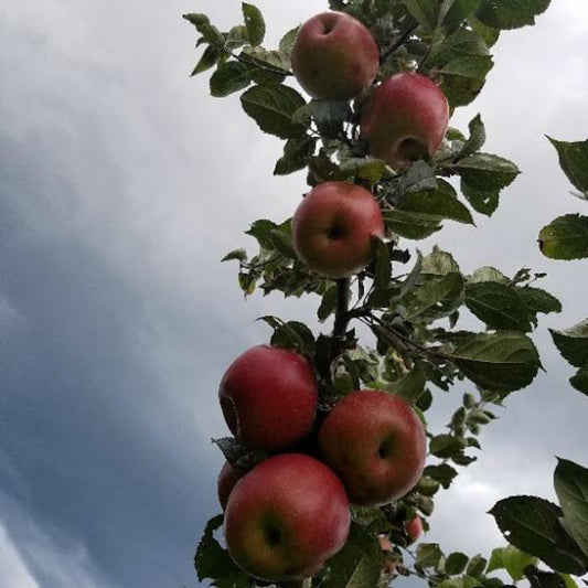 Blue Hill Freedom Apple 2yr Old Bare Root Tree