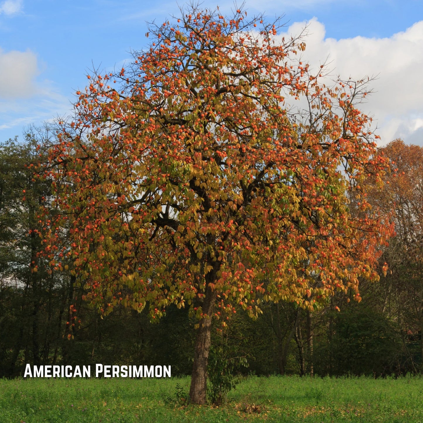 Bare Root Trees (pre-order)