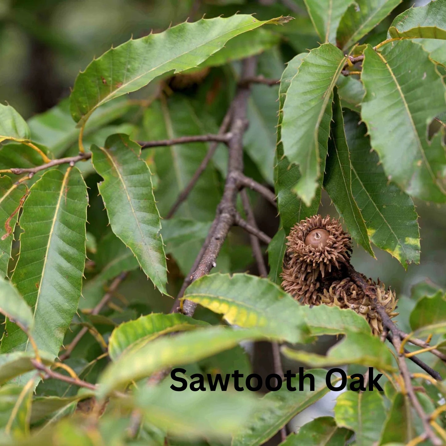 Bare Root Trees (pre-order)