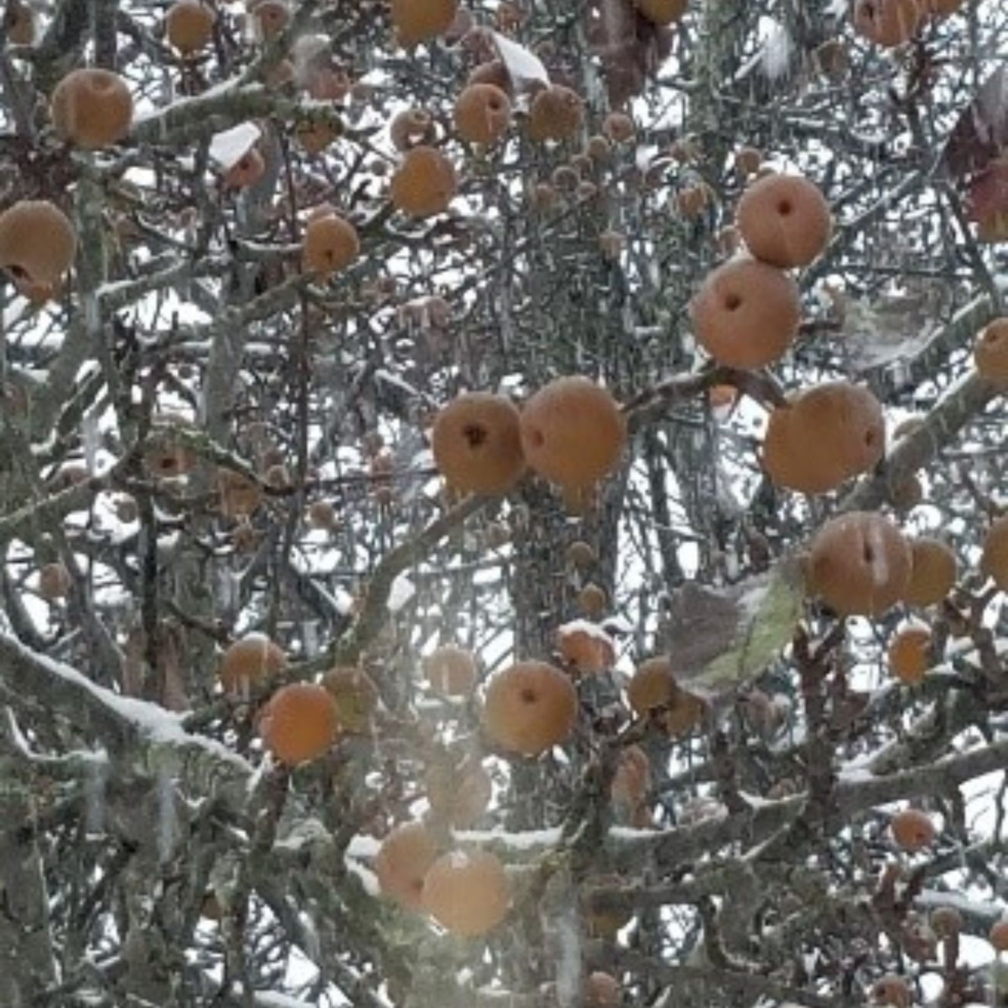 Blue Hill Rifle Deer Pear 2yr Old Bare Root Tree