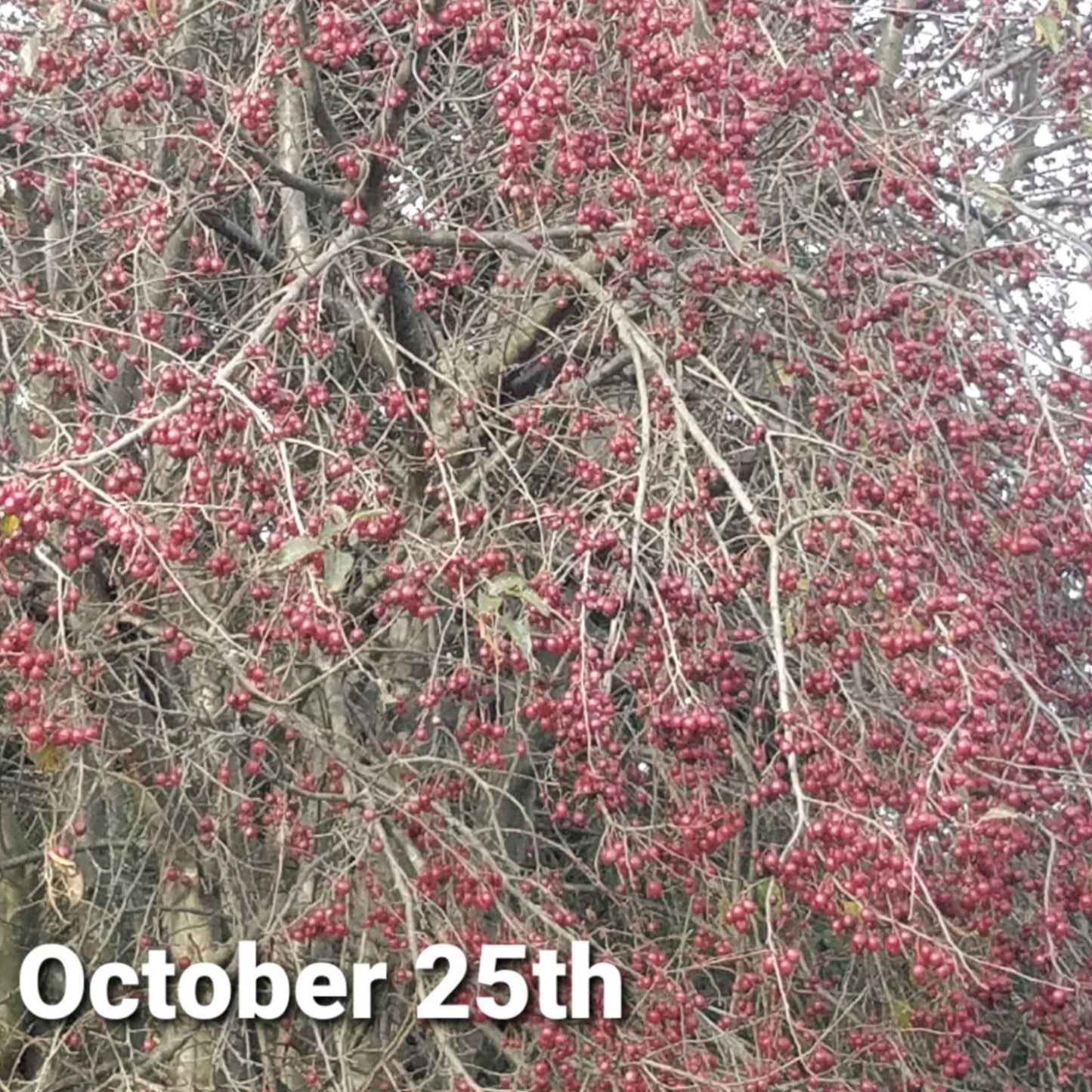 Blue Hill Road Kill Crabapple 2yr Old Bare Root Tree