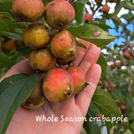Blue Hill Whole Season Crabapple 2yr Old Bare Root Tree