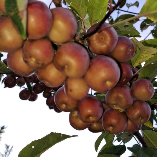 Blue Hill Ed's Crazy AppleCrab 2yr Old Bare Root Tree
