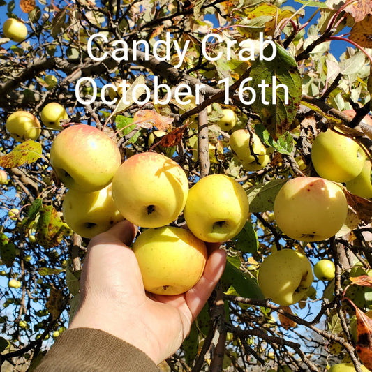 Blue Hill Candy AppleCrab 2yr Old Bare Root Tree