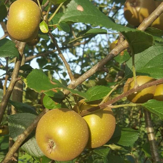 Blue Hill Keener Seedling Apple 2yr Old Bare Root Tree