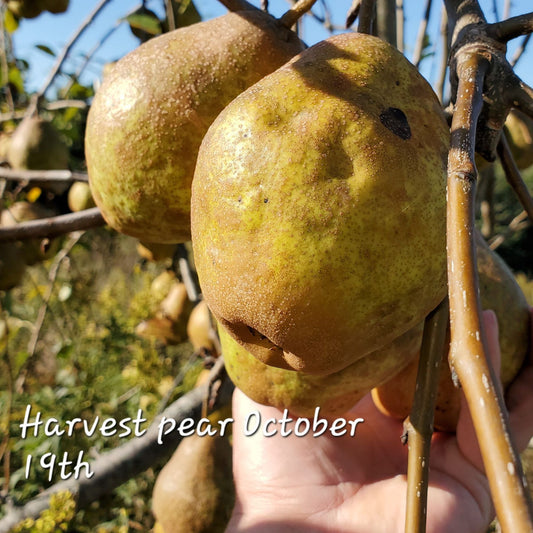 Blue Hill Harvest Pear 2yr Old Bare Root Tree