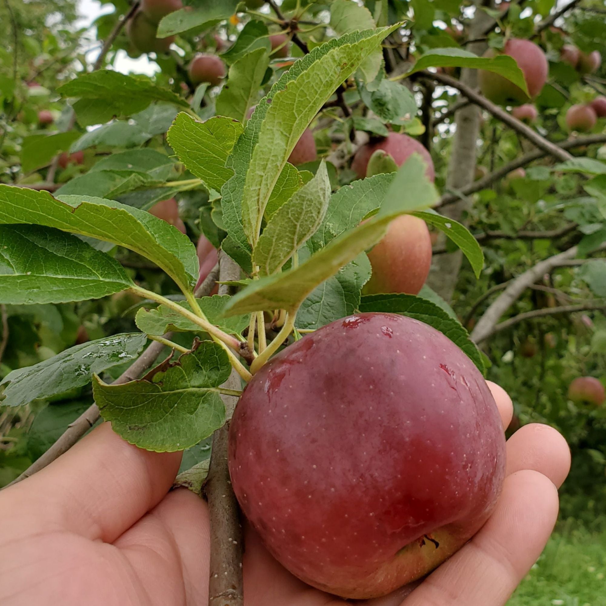 blue-hill-enterprise-apple-2yr-old-bare-root-tree-little-mountain