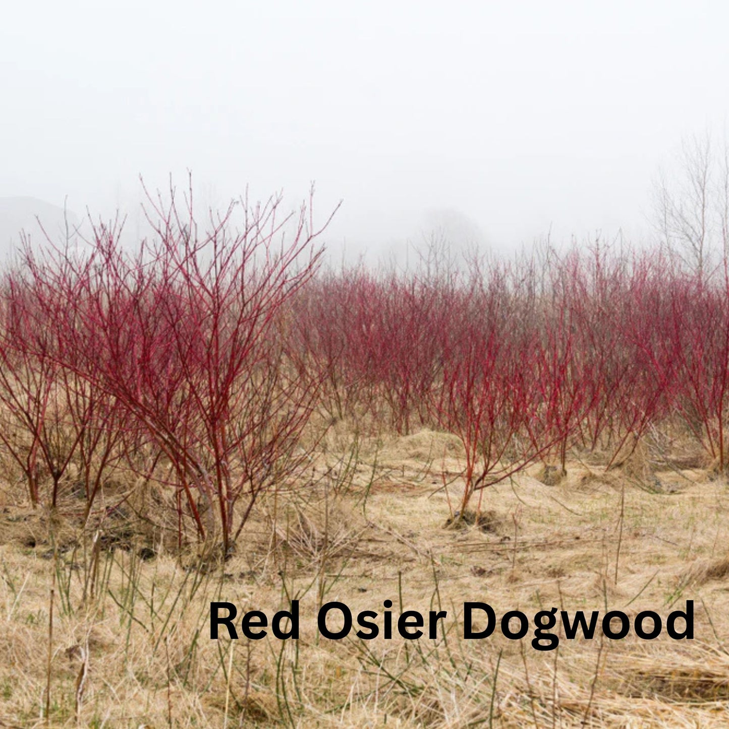 Bare Root Trees (pre-order)