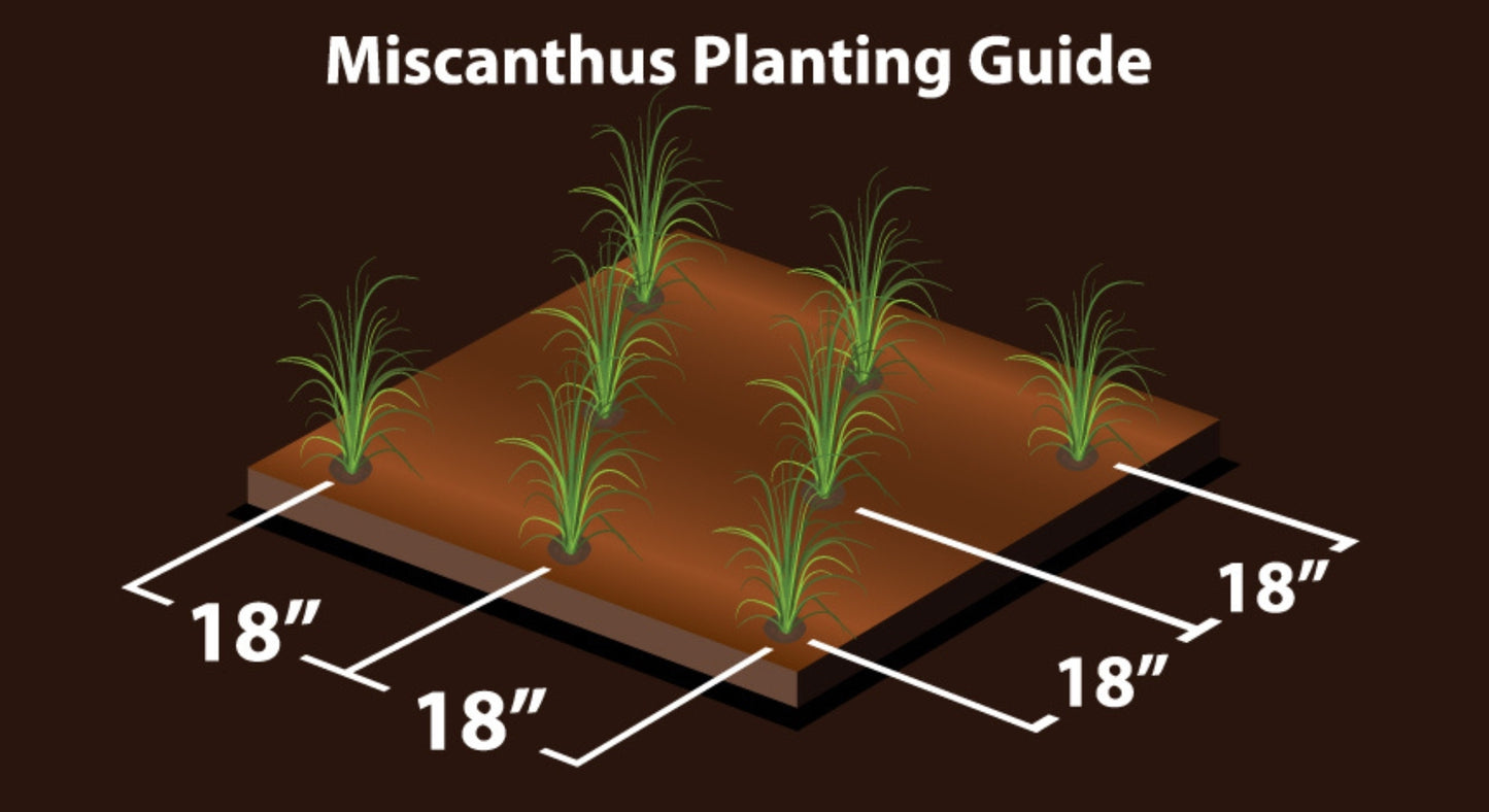 real world wildlife products miscanthus grass planting guide