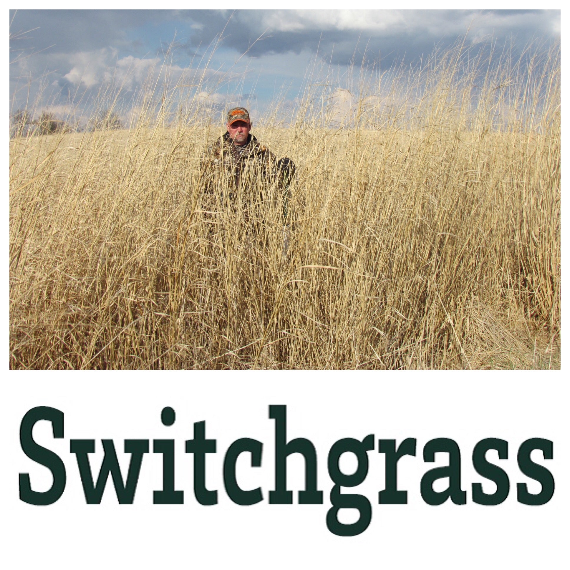 10 feet tall realworld switchgrass