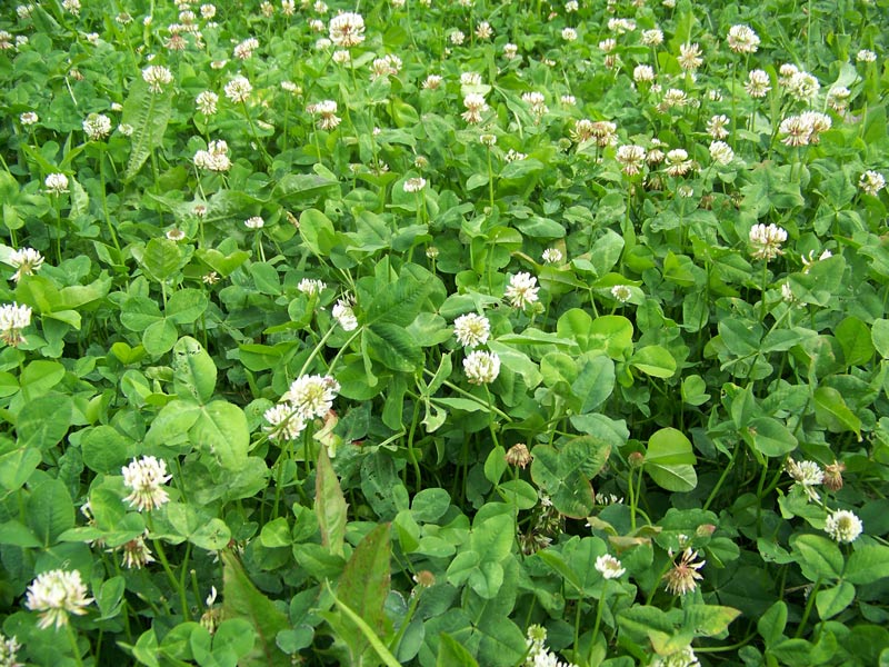 realworld wildlife products clover and chicory food plot