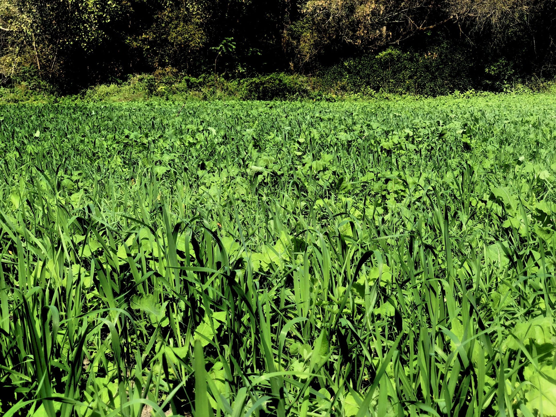 realworld wildlife products deadly dozen food plot