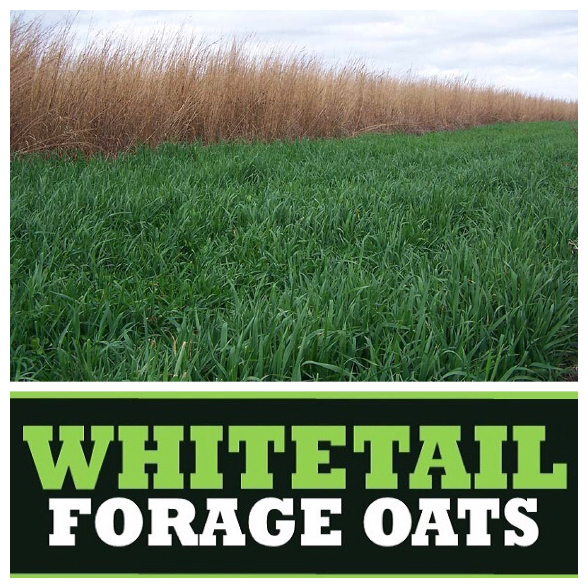 realworld wildlife products whitetail forage oats food plot