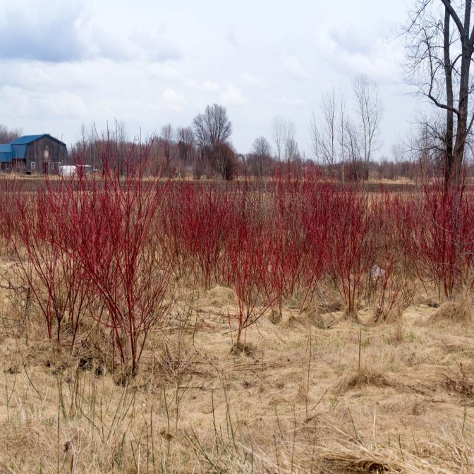 red osier dogwood shrub