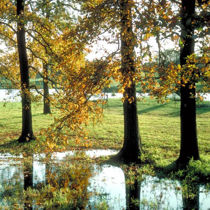 swamp white oak hardwood tree