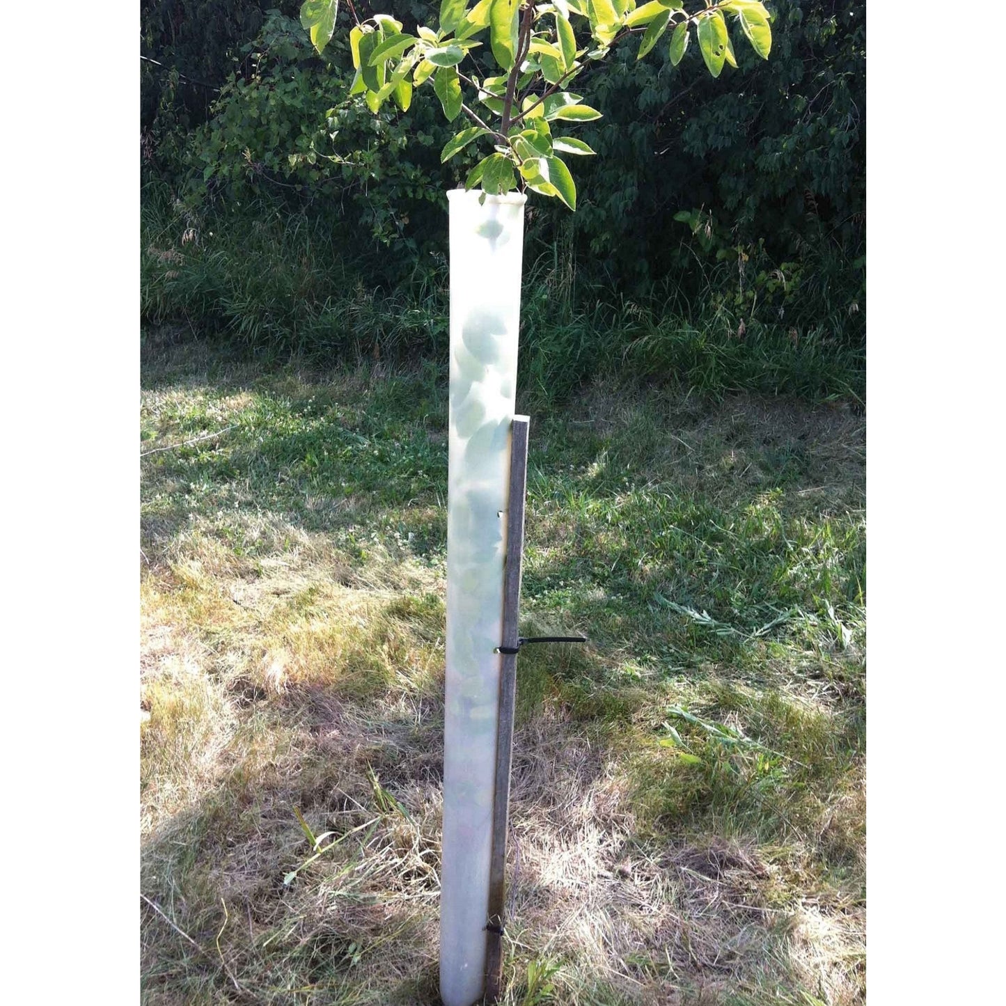 tree pro tree tube